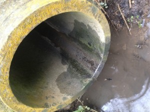 Sewage pollution entering the River Marden