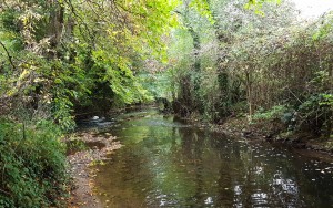 The Wellow Brook