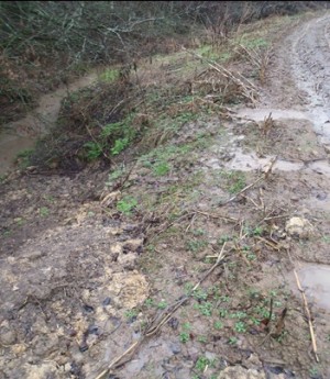 Lack of maize buffer resulting in run-off into the Rodden Brook