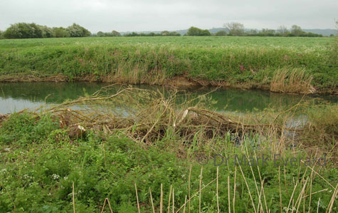 Kneeling Willow Deflector