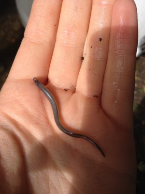 Lamprey ammocoete found on the River Wylye during a Riverly training session for the Wiltshire Wildlife Trust.