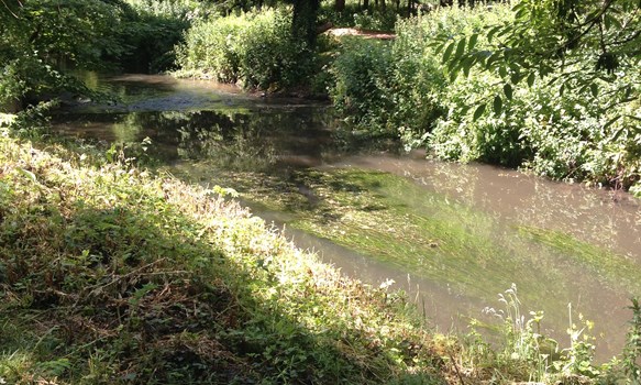 Bristol Avon River Projects