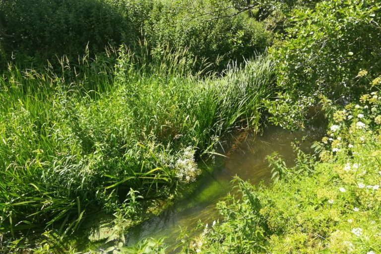 River Chew Fisheries Improvement Project