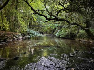 Walk Bristol's Secret River - Bristol Avon Rivers Trust