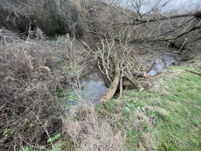 LWD floodplain